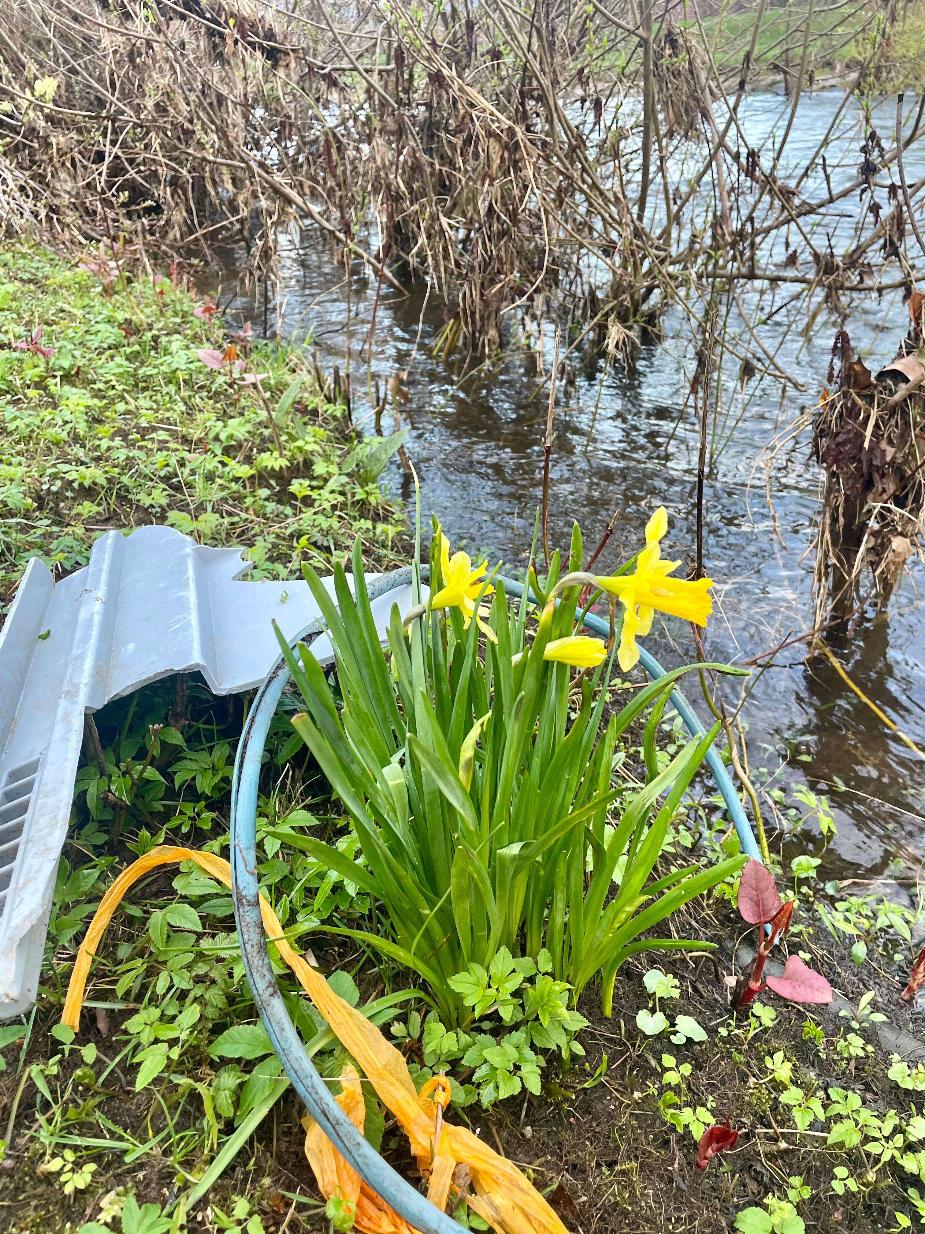 Kinzig Cleanup Hausach