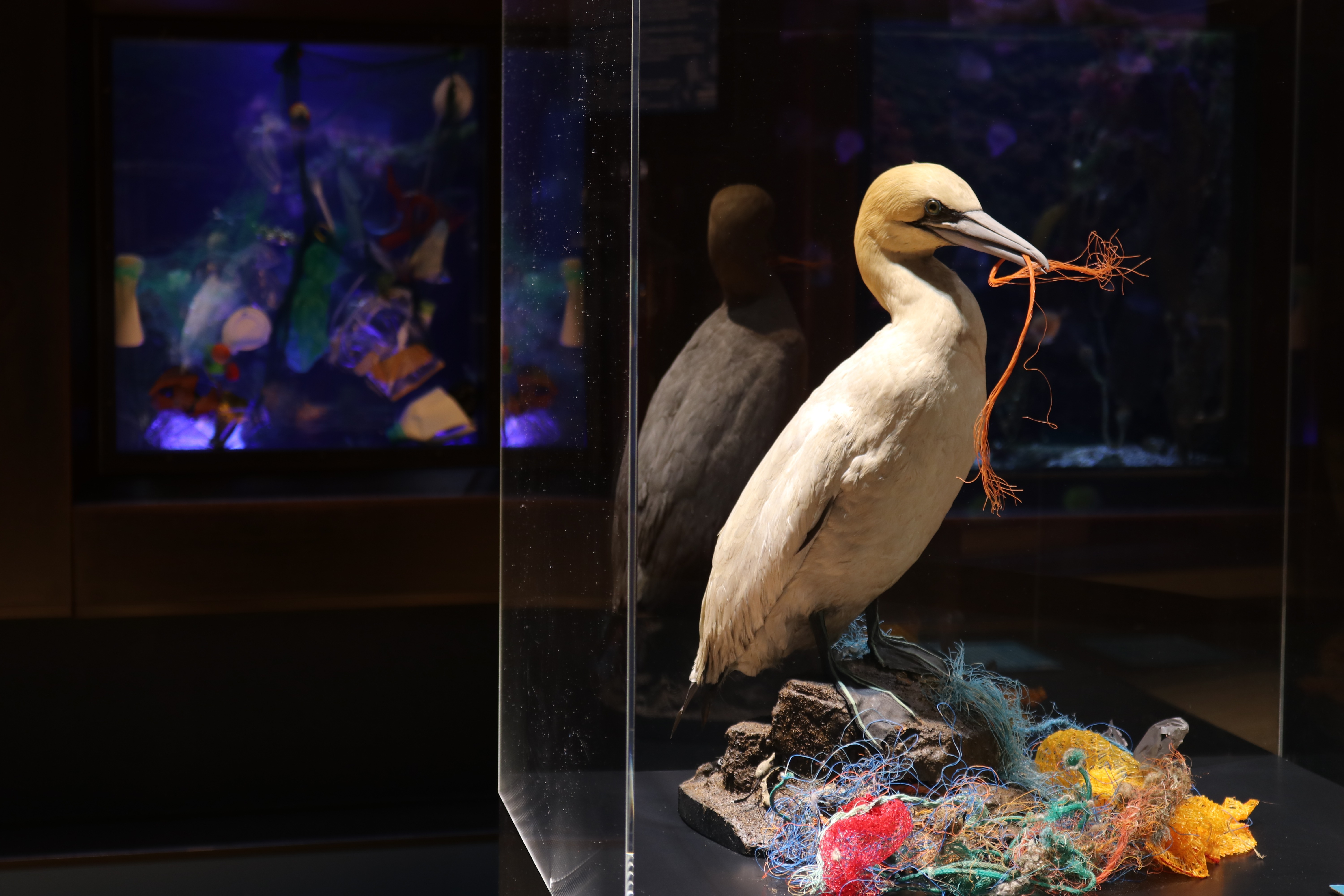Plastikausstellung_Basstölpel_2021_©_Aquazoo_Löbbecke_Museum..jpg
